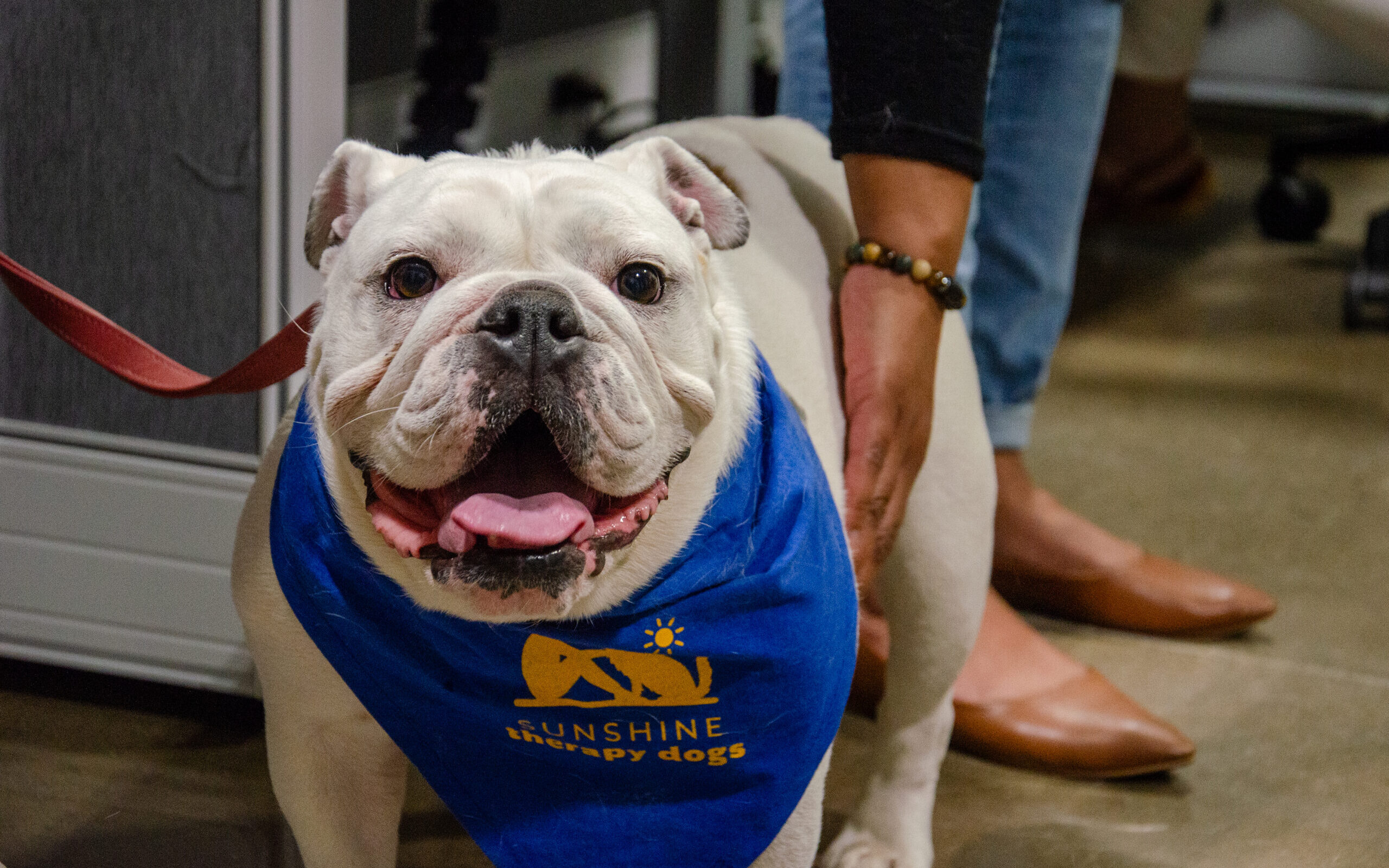 Dog smiling in office building